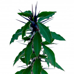 Euphorbia gigantea