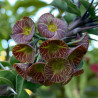 Euphorbia gigantea