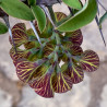 Euphorbia gigantea