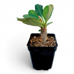 Euphorbia aureoviridiflora