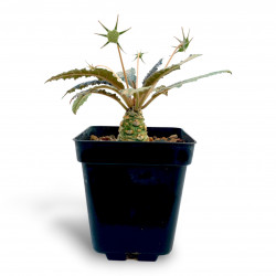 Dorstenia foetida