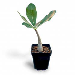 Adenium dhofarense