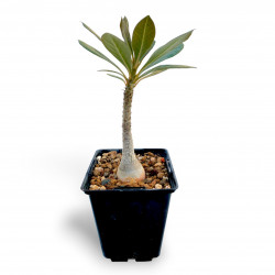 Adenium socotranum