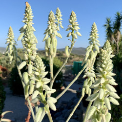 Aloe tomentosa