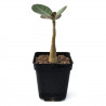 Adenium dhofarense