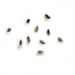 Aloe deltoideodonta var. fallax