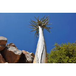 Aloidendron dichotomum