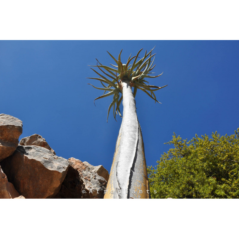 Aloidendron dichotomum